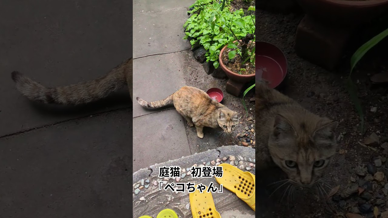 庭猫「ペコちゃん」初登場、飼猫は長男で初孫「そらくん」#shortsyoutube #サビ猫 #スノーシュー猫