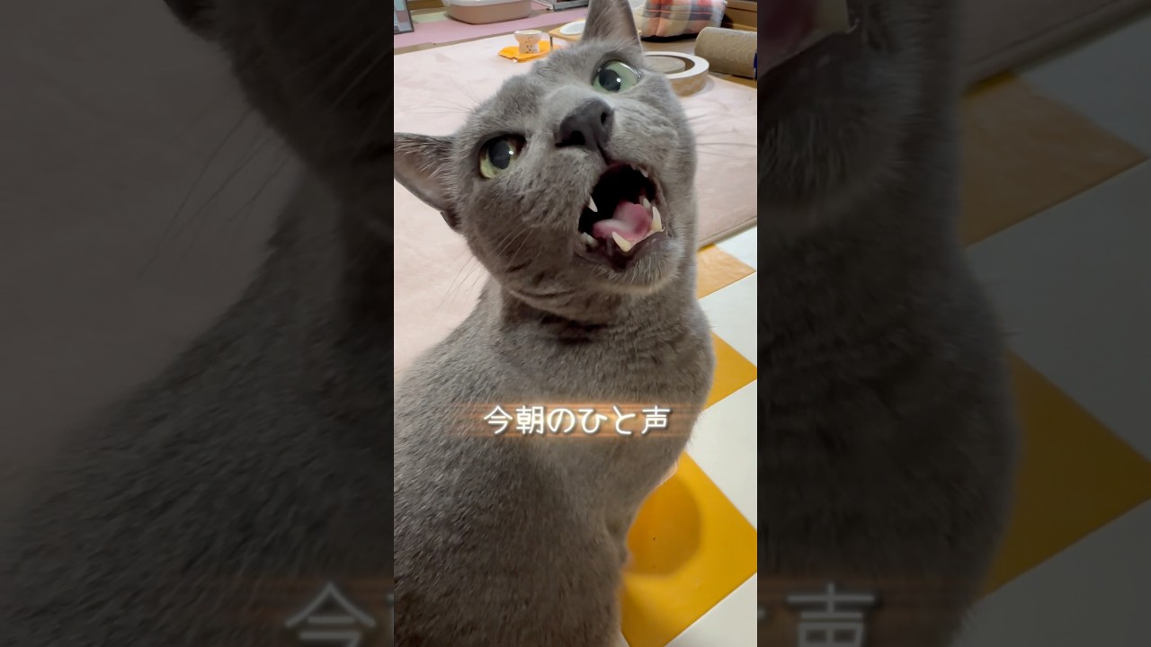 【ロシアンブルー】今朝のめろんのひと声とゴロン🍈💗【猫】#shorts
