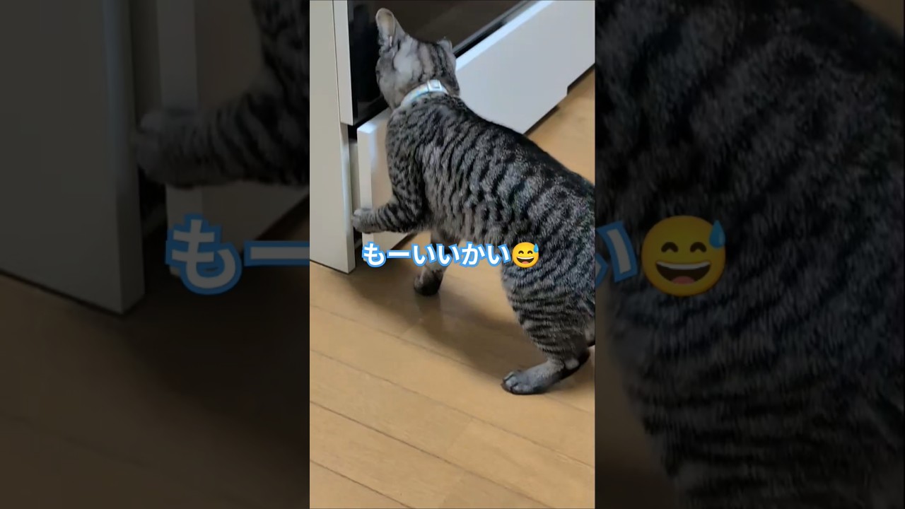 スズと😽かくれんぼ【幸のスズ】#cat #ネコ #kitten #shorts #保護猫 #かわいい猫 #かくれんぼ #cats #猫のいる暮らし #ねこ