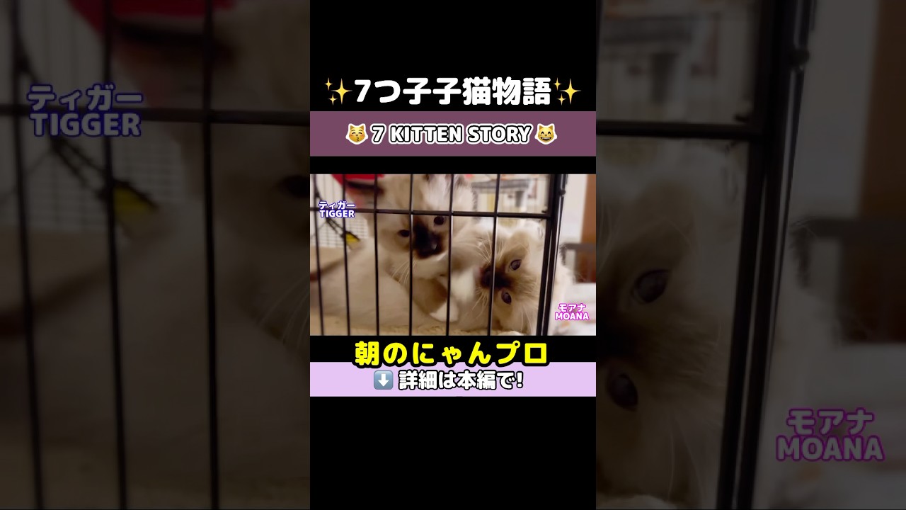 朝,子猫部屋をのぞいてみたら...  #shorts #ラグドール #子猫