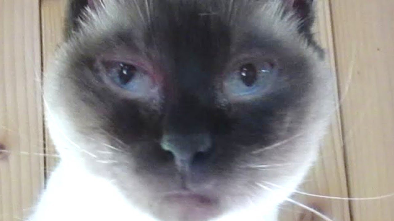 瞳はサファイア The eyes are sapphire【シャム】葉ッピー動物園1704 PAW 長崎県