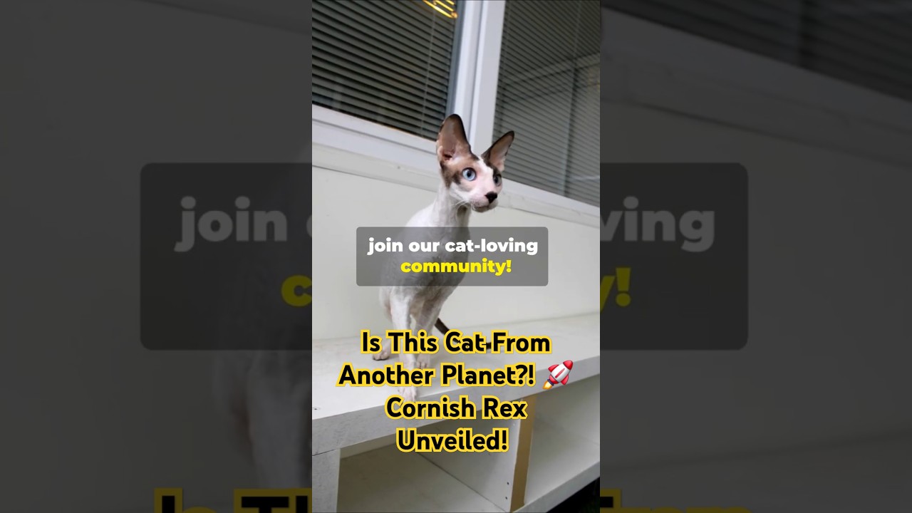 The Cornish Rex: Curly Coat and Big Ears! #amazing #facts #cat #catlover #didyouknow #catshorts