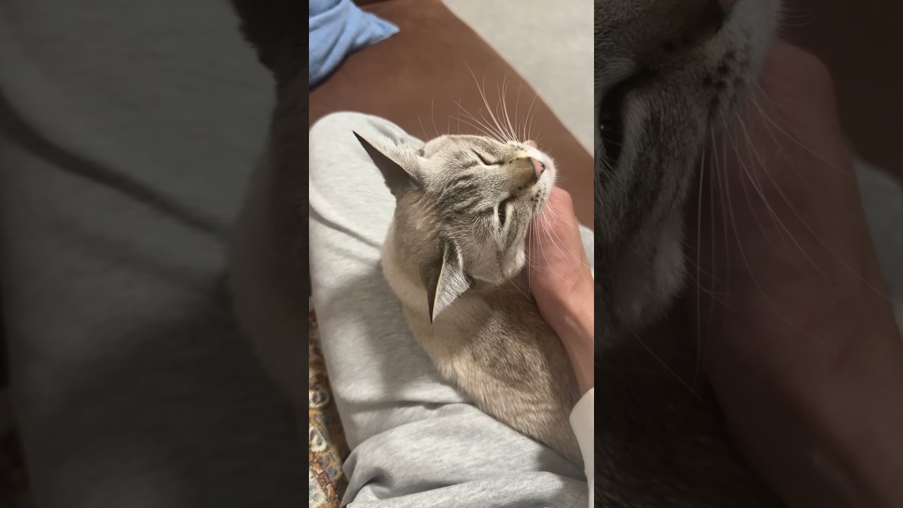こんな感じでなでてます！　#シャムトラ #元保護猫 #シャムミックス  #cat #猫耳 #kitten  #猫耳 #siamesemix
