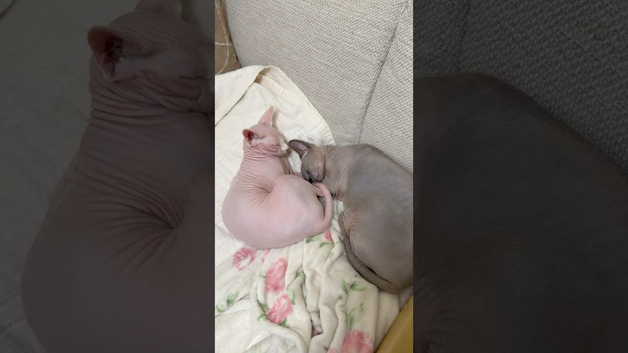 寄り添って眠る毛のない猫がエモい【スフィンクス】
