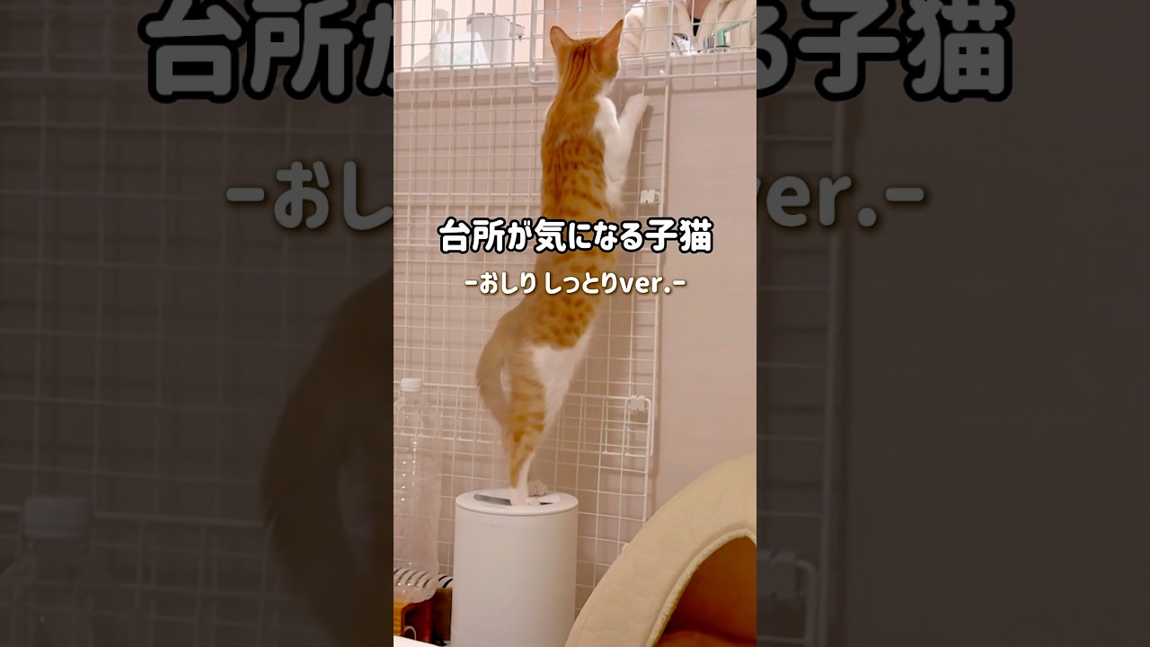 おしりを加湿しながら台所をのぞく子猫#ねこ #猫 #子猫 #茶白猫 #保護猫 #茶トラ白 #cutecat #Kitty #cat #猫好きさんと繋がりたい