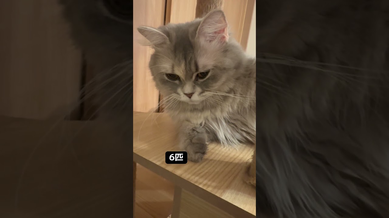これぞキャットタワー #サイベリアン #猫のいる暮らし