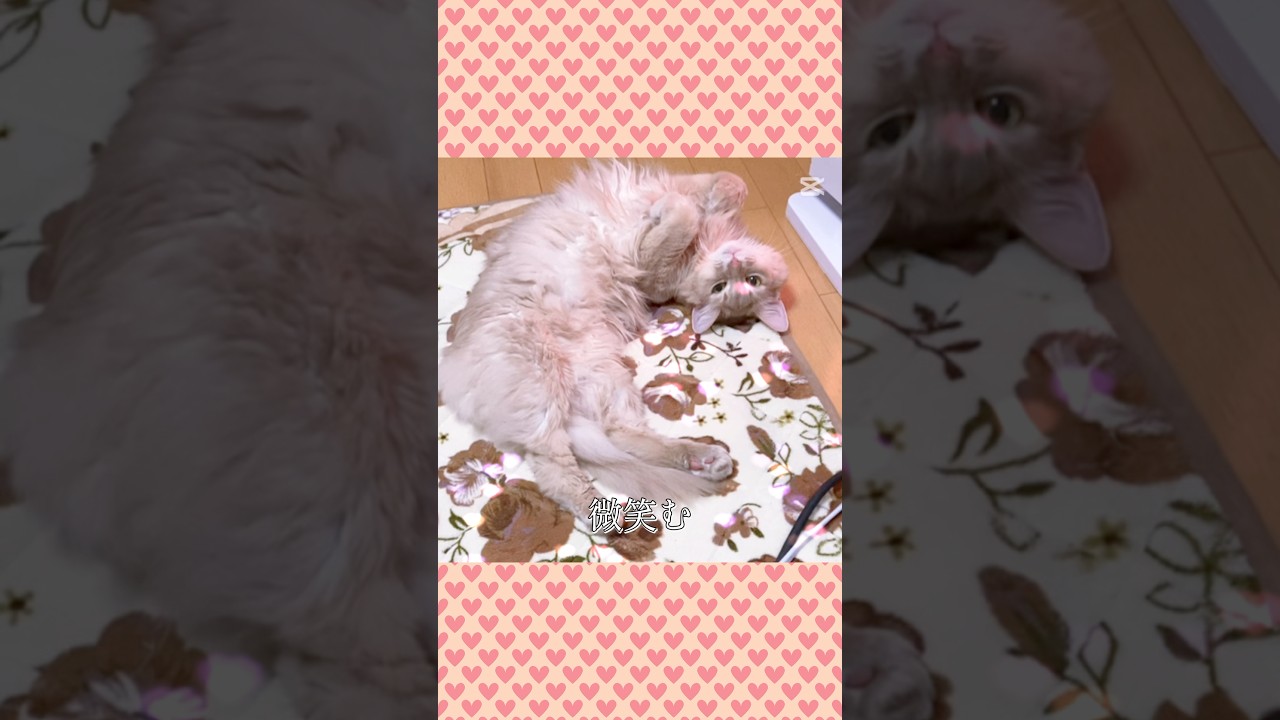 家のソマリ猫💖#shorts #猫#ソマリ