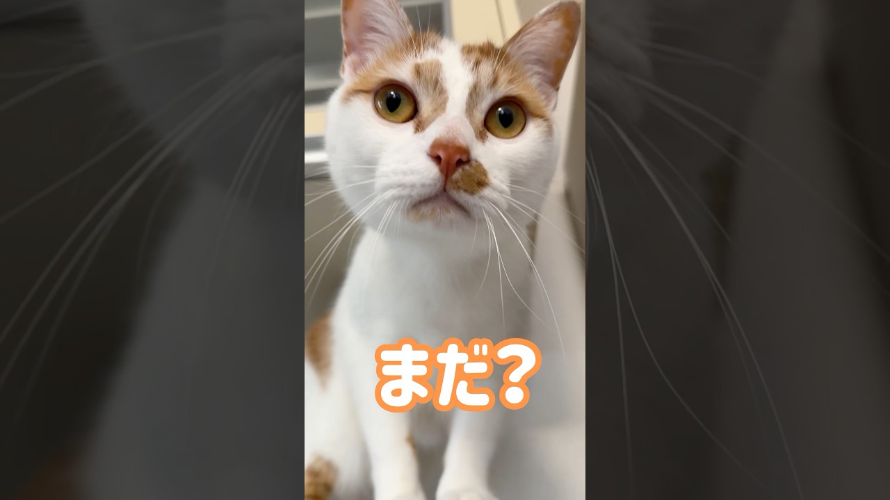 お腹空いて文句言う猫トロしゃん！ #shorts