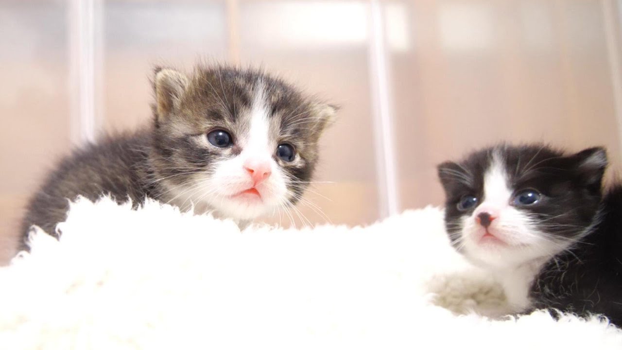大雨の前に保護された子猫のユメちゃんとチコちゃん。【赤ちゃん猫　保護猫】