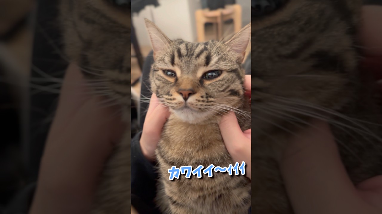 ﾌﾟﾁたぬきとウナギの歌!! #shorts #猫 #cat