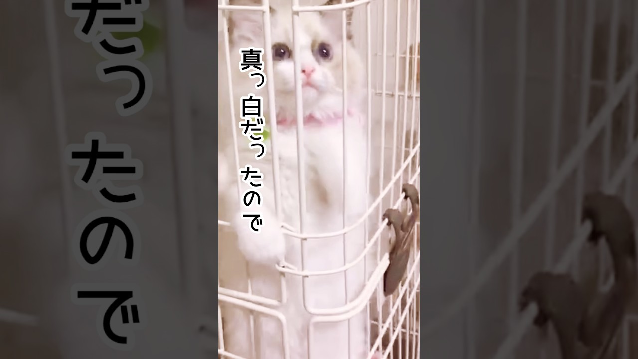 【ラグドールの激変ぶり】#猫 #猫のいる暮らし #ラグドール #たぬき猫 #shorts
