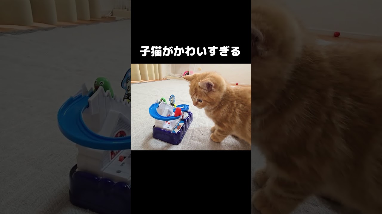 生まれて初めておもちゃを見た子猫がまるで人間の子ども...笑Kitten saw a toy for the first time… and acted like a human baby 😹🧸