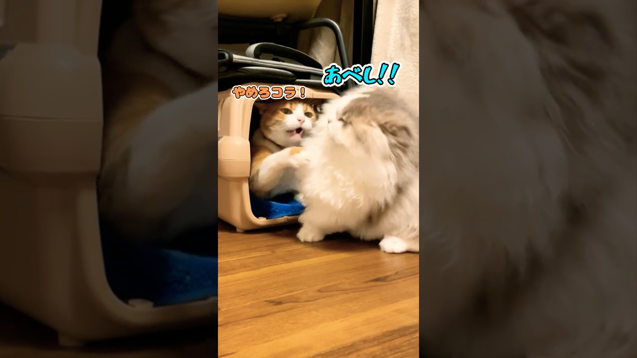 ボコられた仕返しを試みた猫の末路