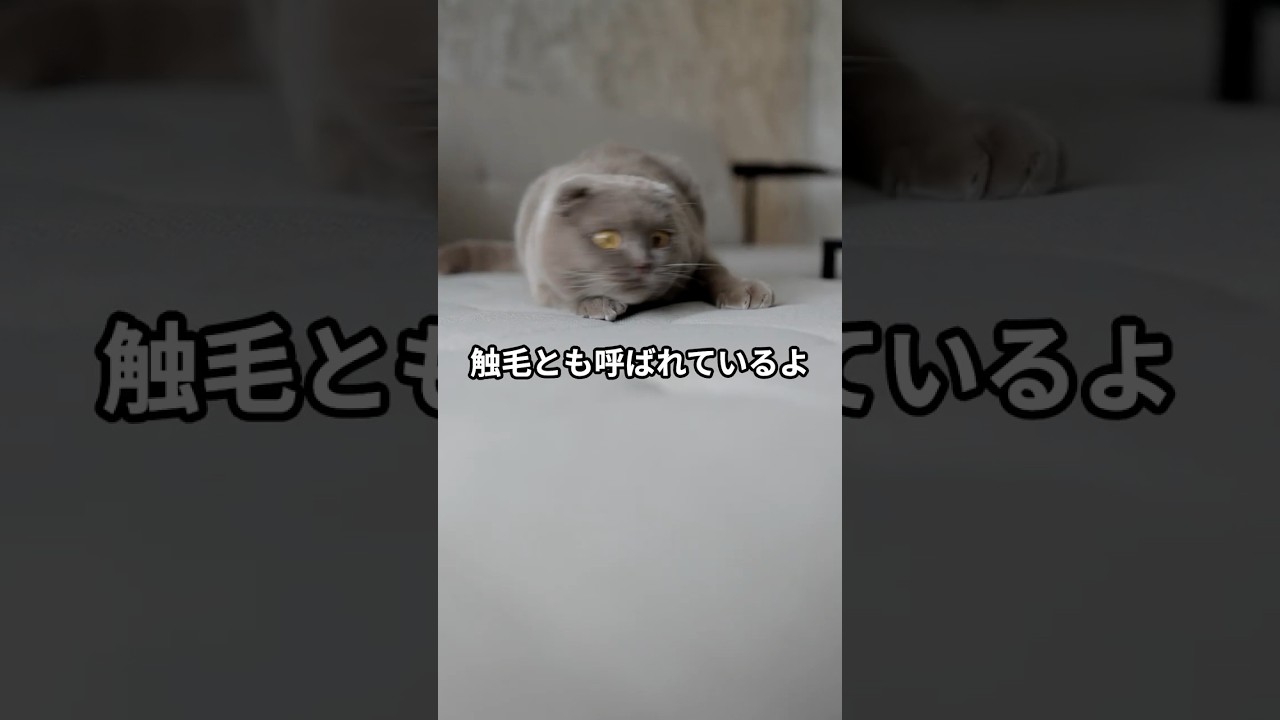 「ただの飾り」だと思ってない？猫のヒゲの役割が繊細すぎた… #shorts #雑学 #猫