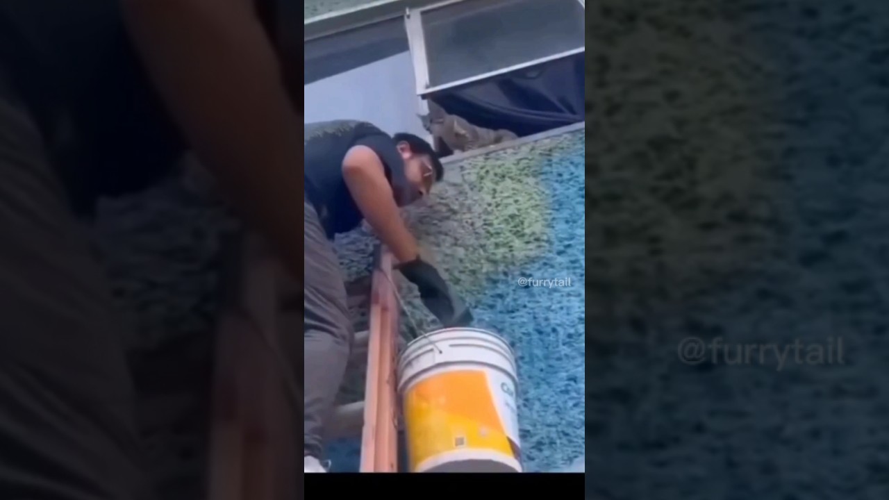 bad hooman #cat #shorts #viral #pets