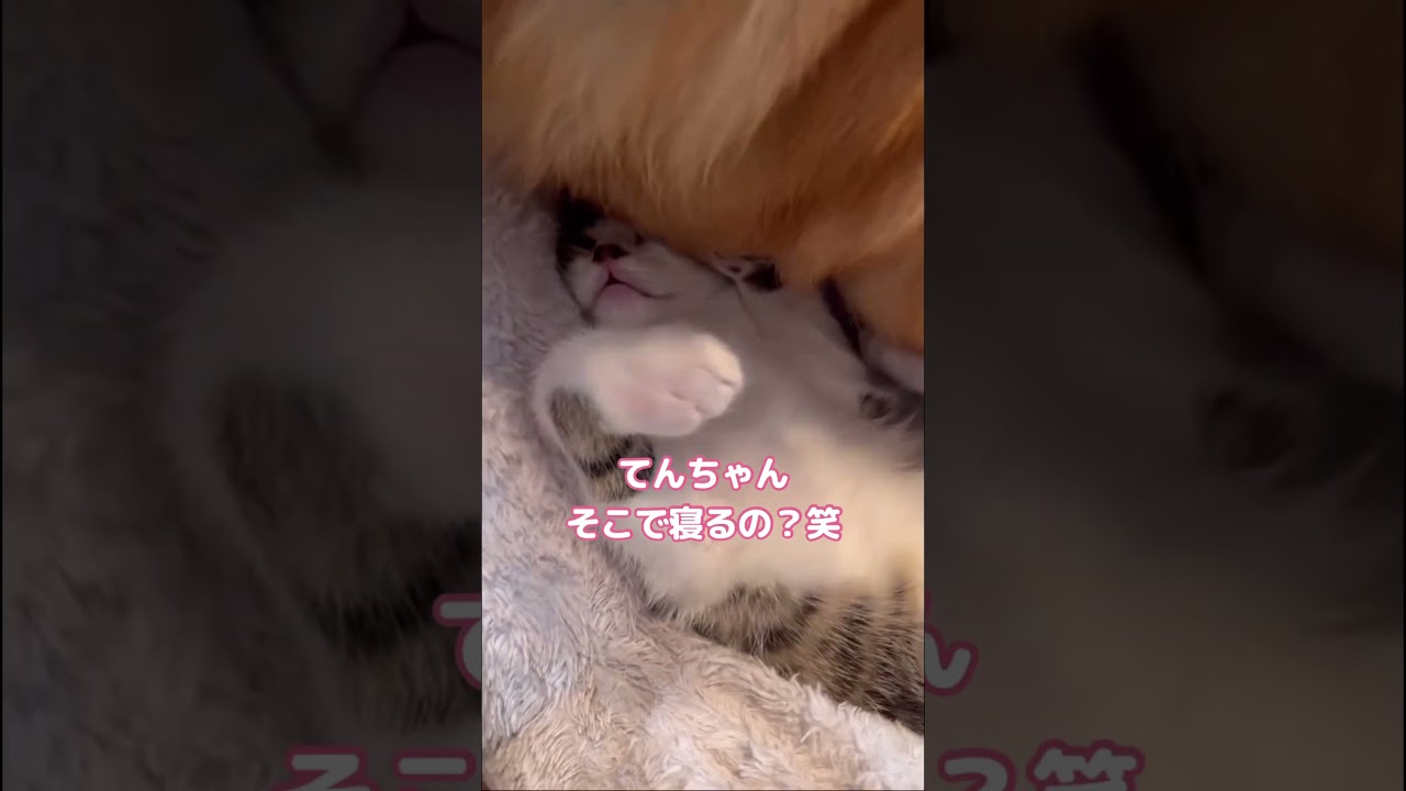 コーギーに埋もれて寝たい子猫の様子 #ベンガル #スコティッシュフォールド #コーギー #shorts