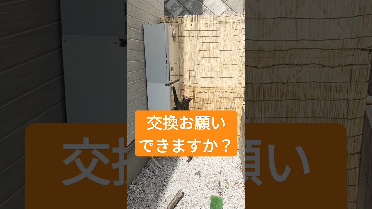 家の機器設備を管理するベンガルネコアリシア。頼りになります