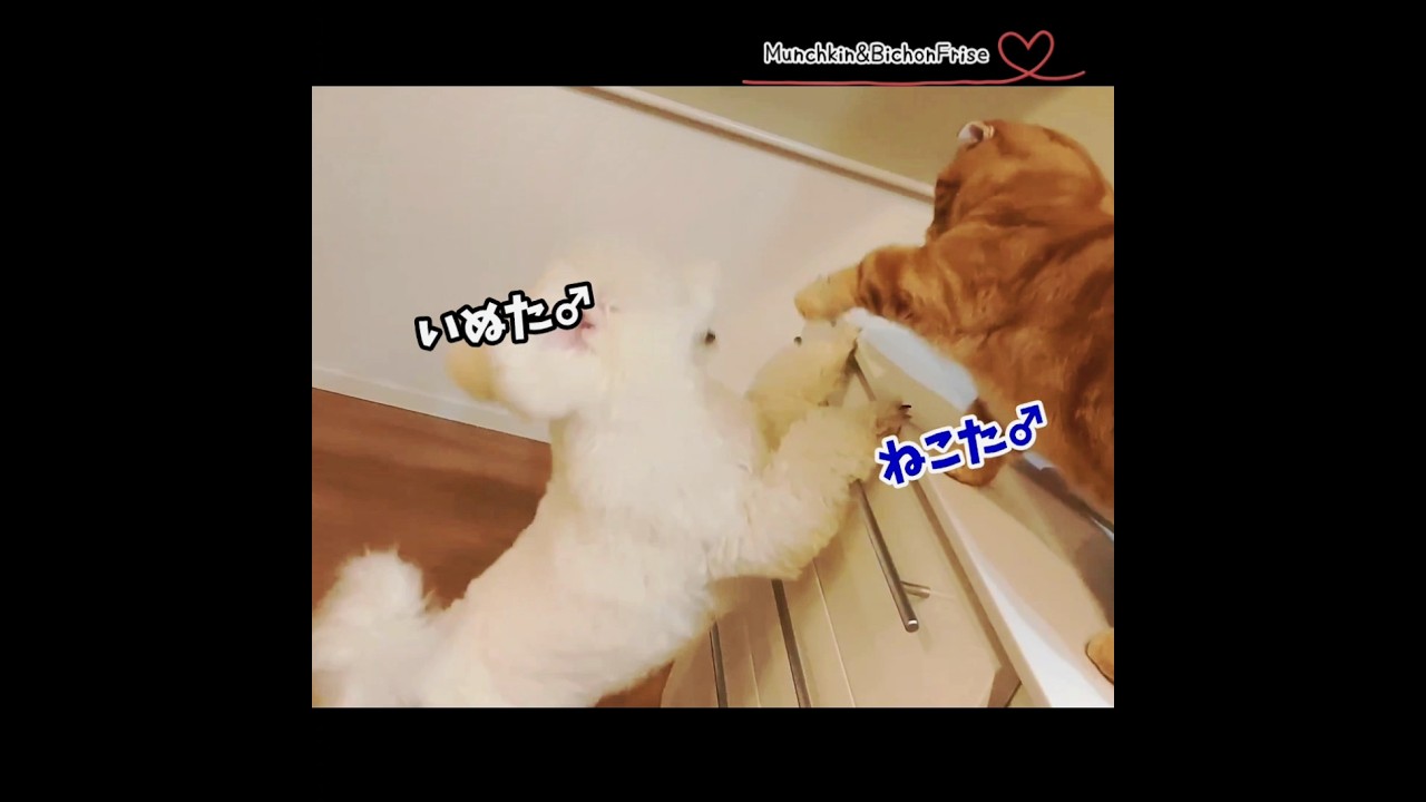 【マンチカンvsビションフリーゼ】男同士の負けられない闘い 【犬と猫、両方飼ってると毎日かわいい♥】