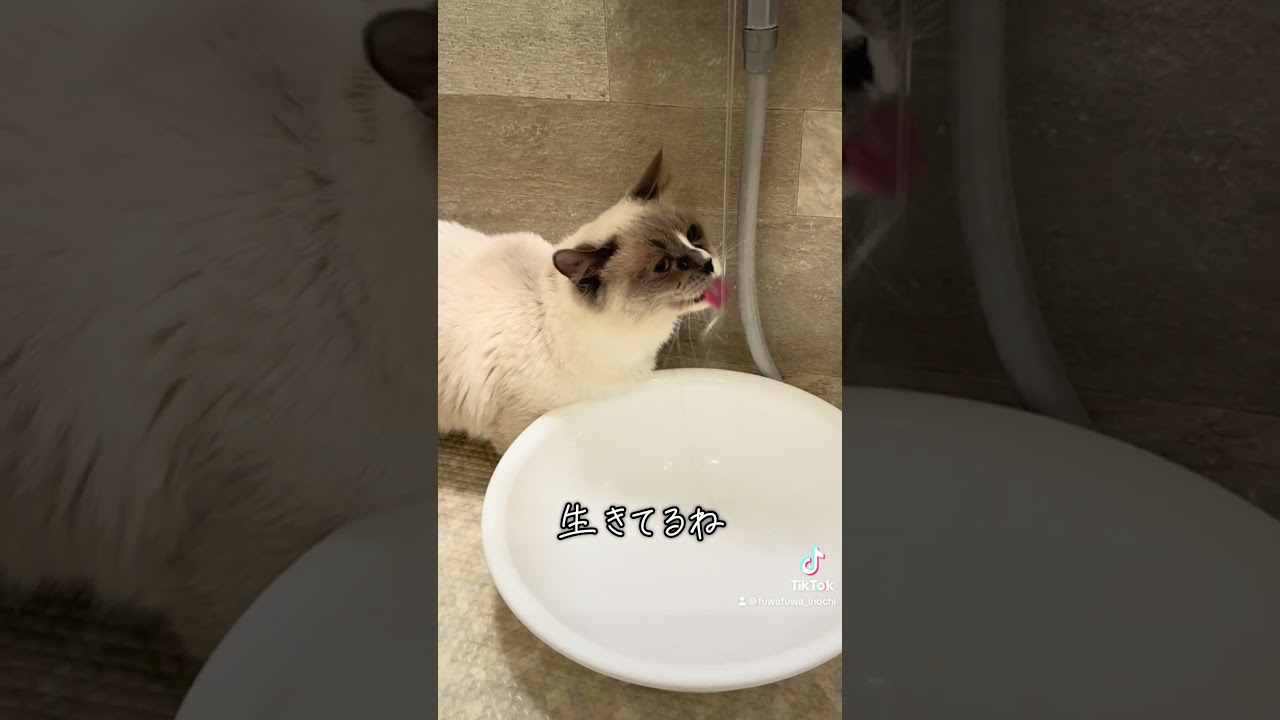 生きてる(動いてる)水が飲みたい猫さん #マンチカン #猫のいる暮らし #cat #保護猫 #子ネコ