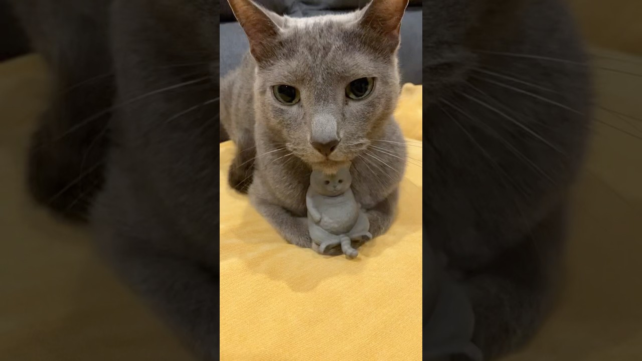 大親友の彼女の連れできやした！#ロシアンブルー #猫