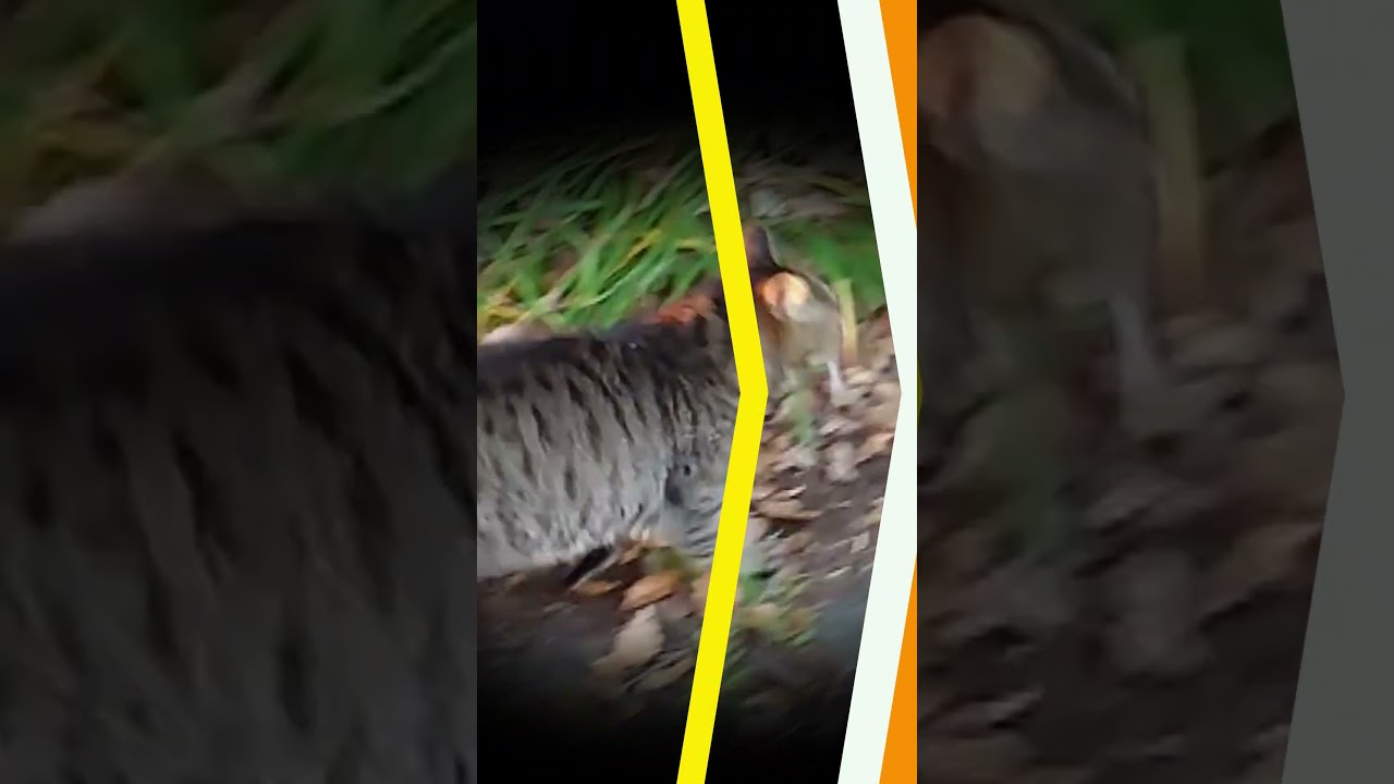 【ネコ日記】いつのまにか・・・一緒に #shorts  #地域ネコ #cat #ねこ #猫 #ネコ #cat