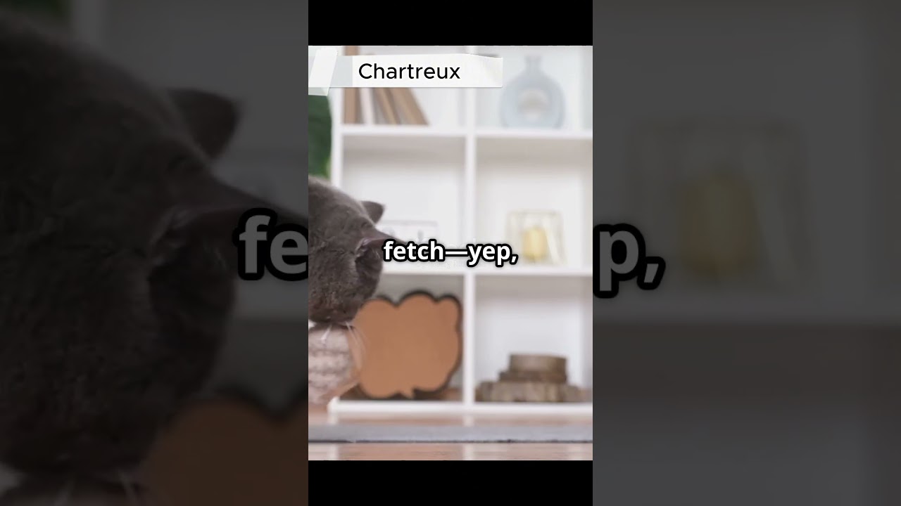 A cat that looks like a plush toy but moves like a ninja? 🐱🐈 | Chartreux cats