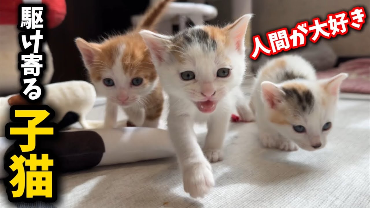 人間が大好きで部屋に入ると駆け寄って来る子猫の姿が可愛すぎる