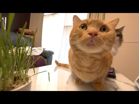 初めて猫草を見る猫の目がまんまるすぎたw