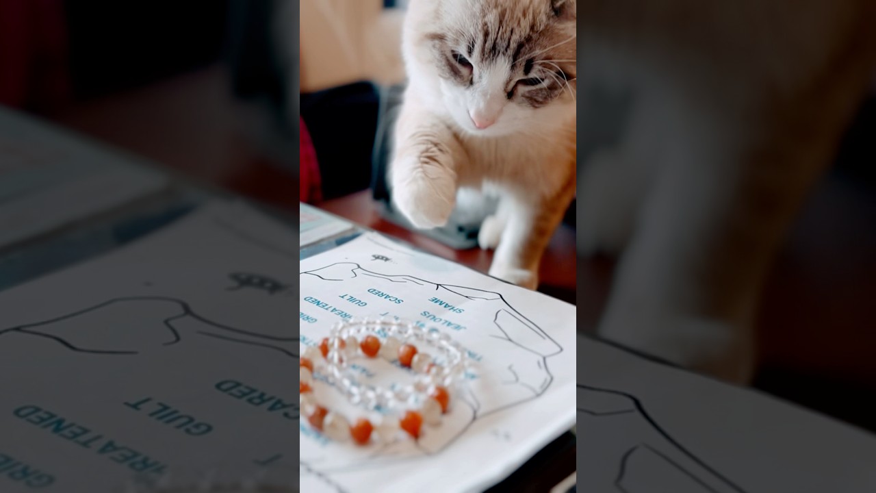🙀子猫の恐怖🤣【コハク】 #shorts #ラグドール #子猫