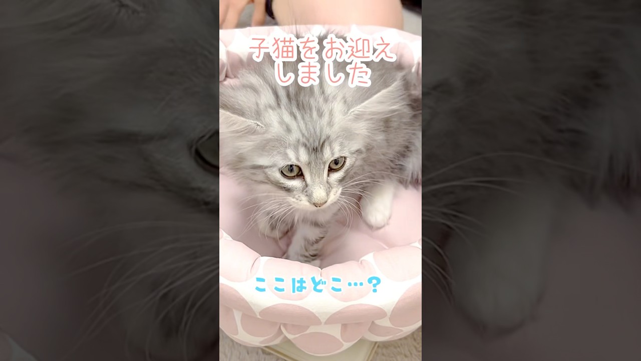 ノルウェージャンフォレストキャットのふわふわ子猫をお迎えした日　#ノルウェージャンフォレストキャット  #子猫のいる生活  #猫のいる暮らし  #子猫成長記録  #catvideos