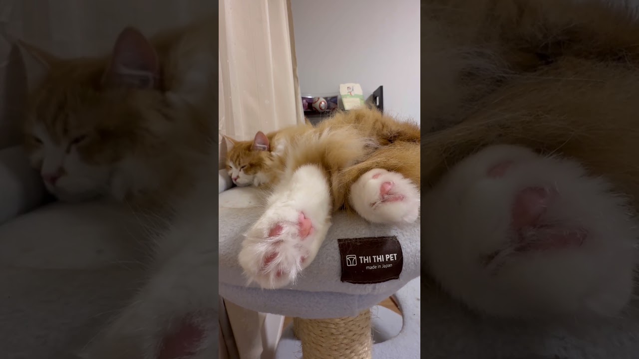 バッグから撮影されたにゃんこ。肉球丸見え！　#ねこ #マンチカン #マンチカン長毛  #マンチカン短足 #猫のいる暮らし #猫のいる生活 #癒し