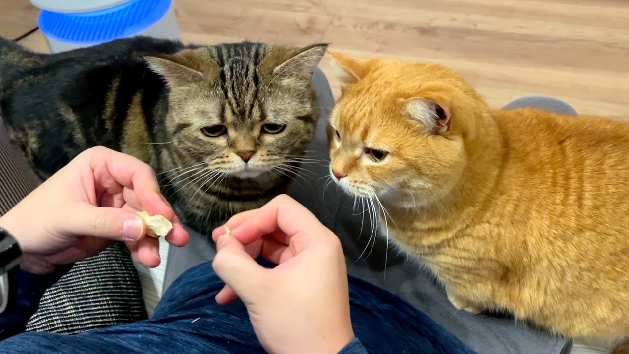 おやつに前のめりすぎてどんどんパパを押し倒す猫たち