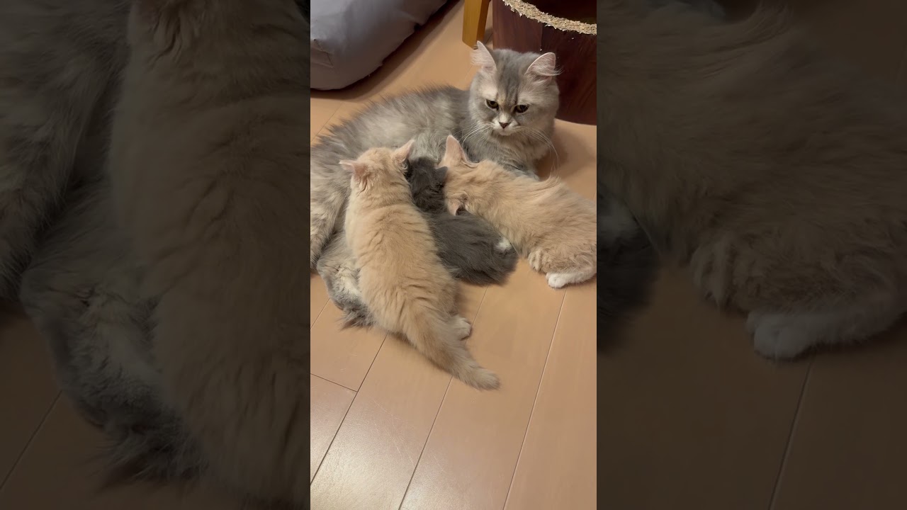 ママを間違えた子猫 #サイベリアン #子猫