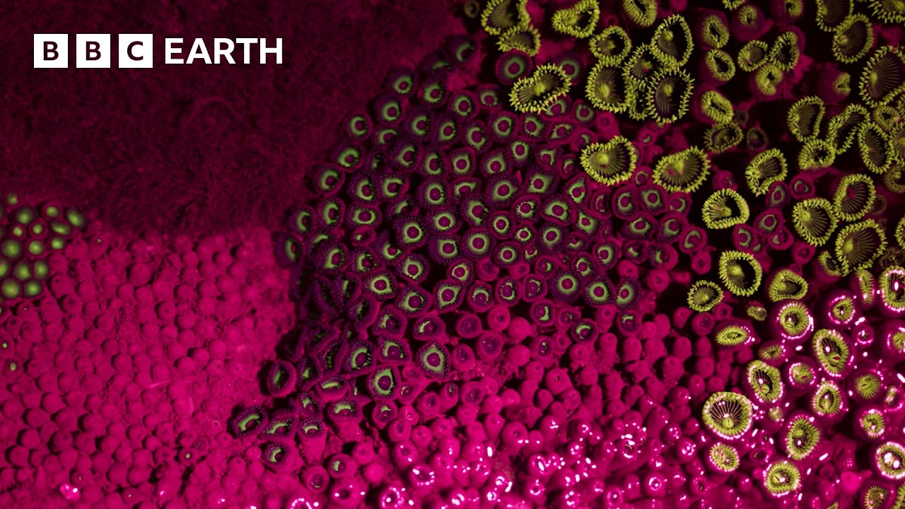 The Magical Pools of Mumbai | The Making of Asia | BBC Earth