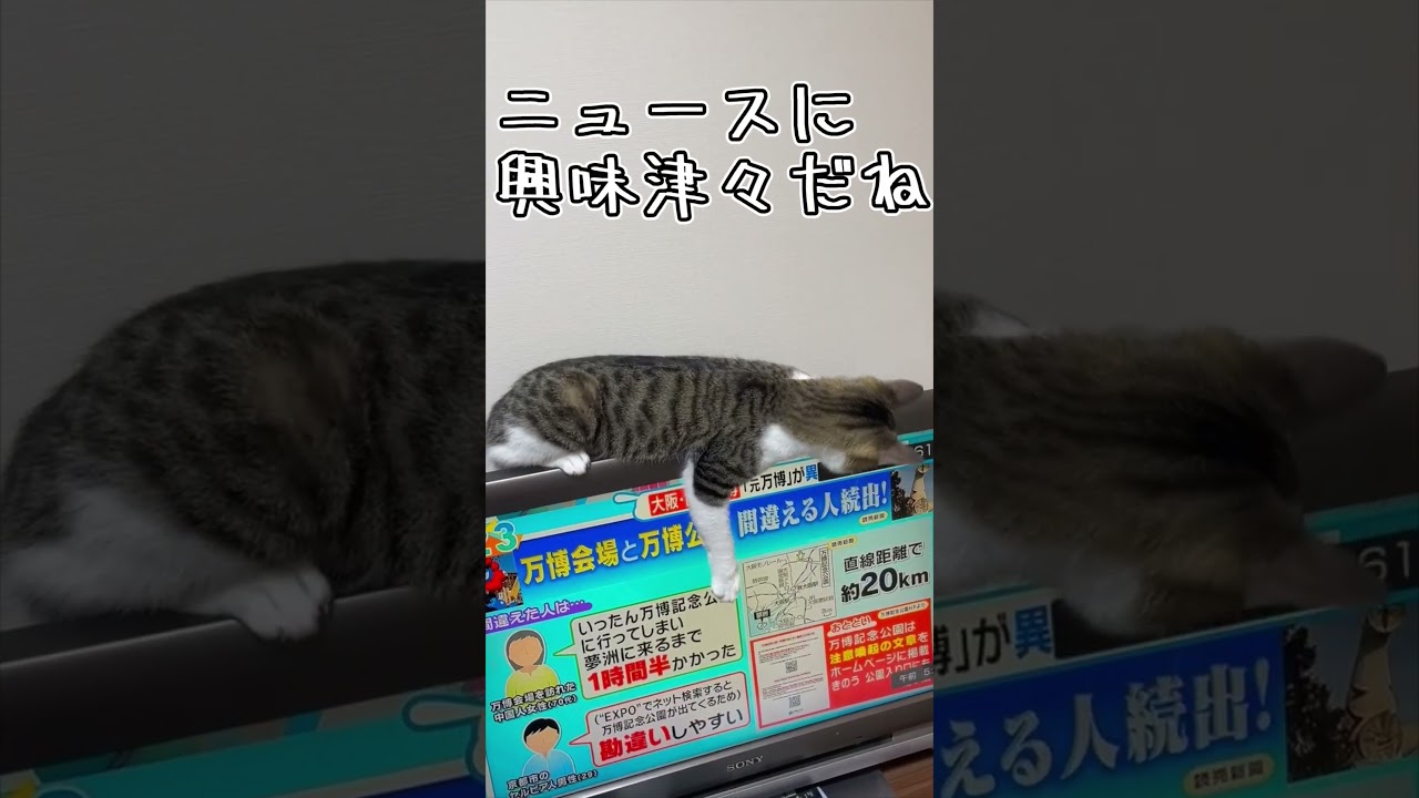 テレビを見させないうちの子猫 #shorts #猫 #子猫