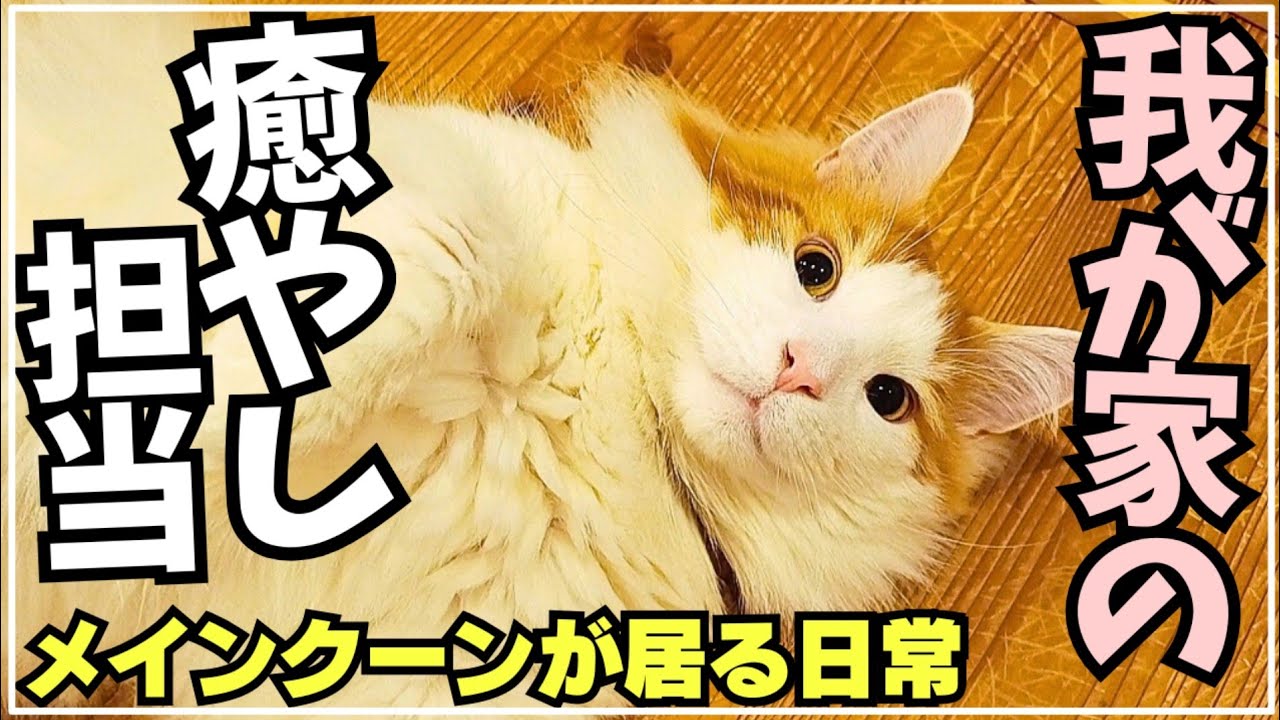 何をしてても結局癒してくれちゃう大型猫メインクーン