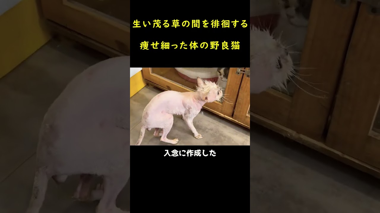 道端で見つけたネコ！