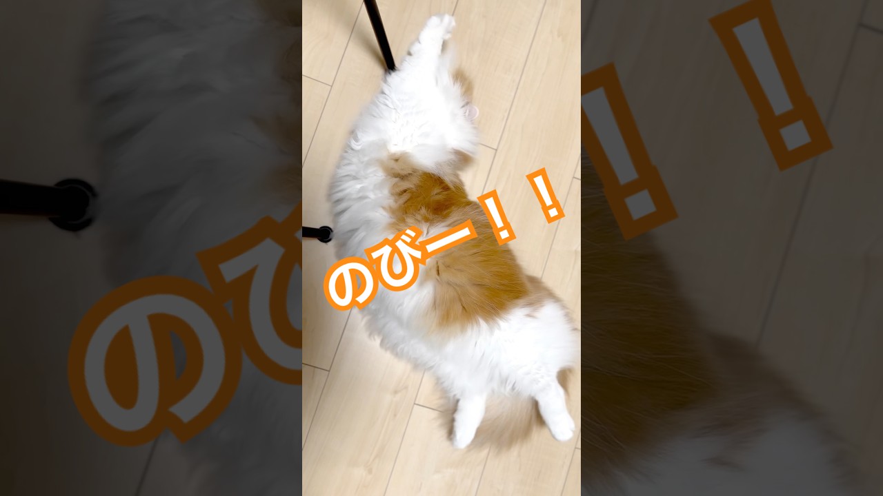足元に寝てる子達#マンチカン短足 #ミヌエット短足 #なんちゃん #ぬんちゃん