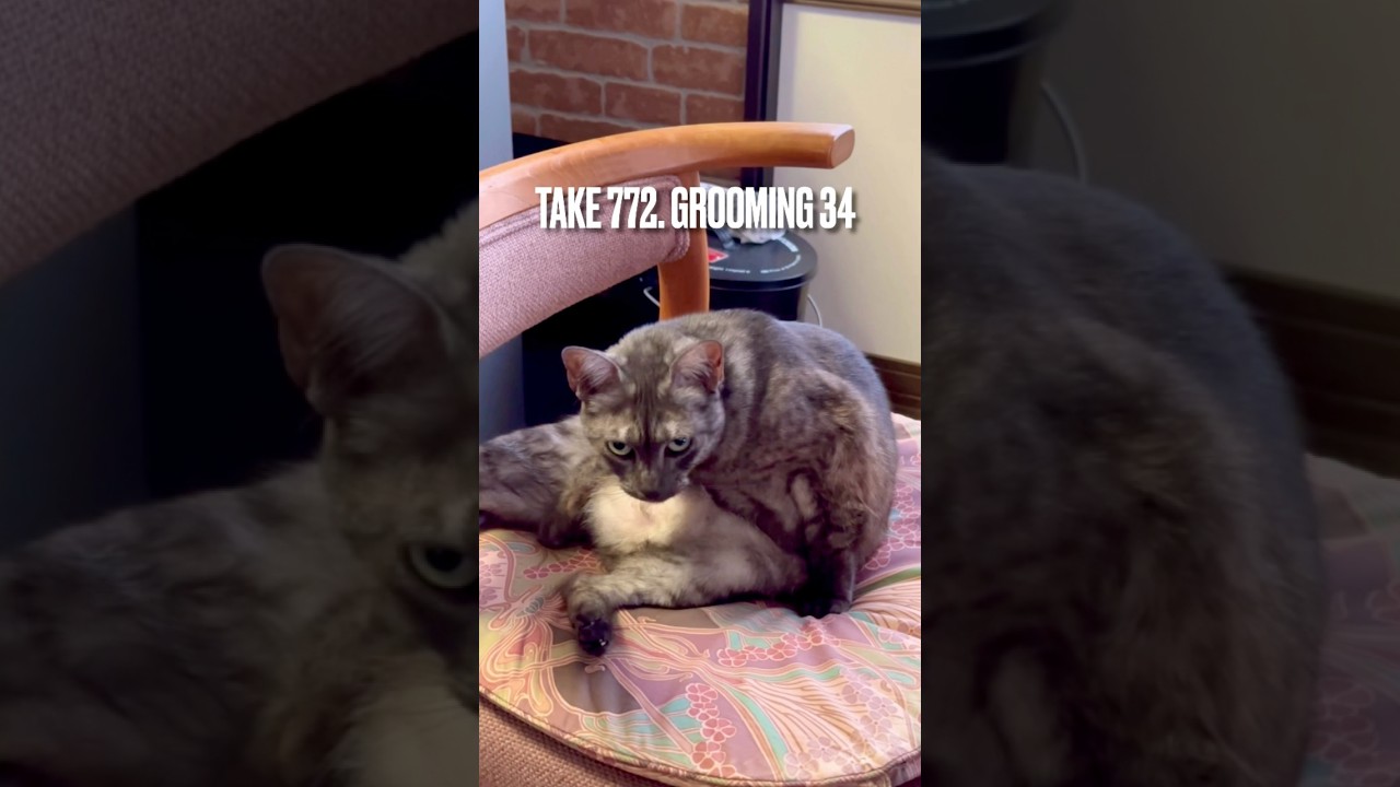 今朝もせっせと #グルーミング にゃ❗️4倍速でお届けにゃ‼️ #groomingcat #egyptianmaucat #エジプシャンマウ #エジプシャンマウスモーク #shorts
