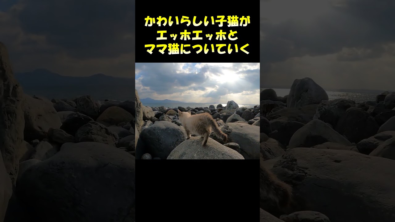 かわいらしい子猫がエッホエッホとママ猫についていく #猫 #ネコ #cat