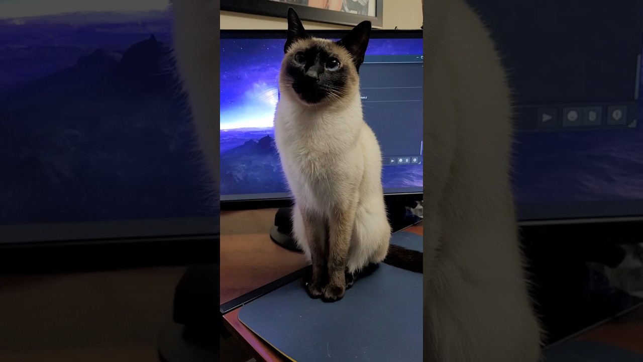 Mimi requesting attention and preventing me from playing. #cat #cuteanimal #catshorts #catitude