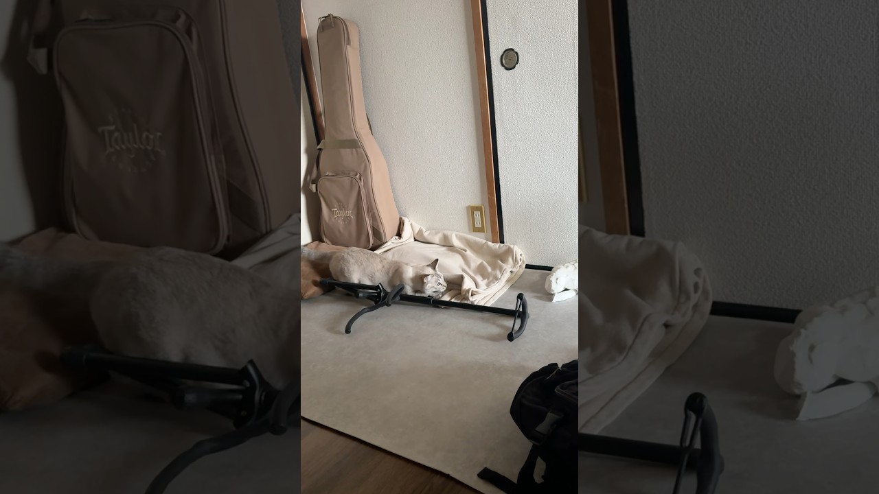 朝からダッシュをかます猫！　#シャムトラ #元保護猫 #シャムミックス  #cat #猫耳 #kitten  #猫耳 #siamesemix
