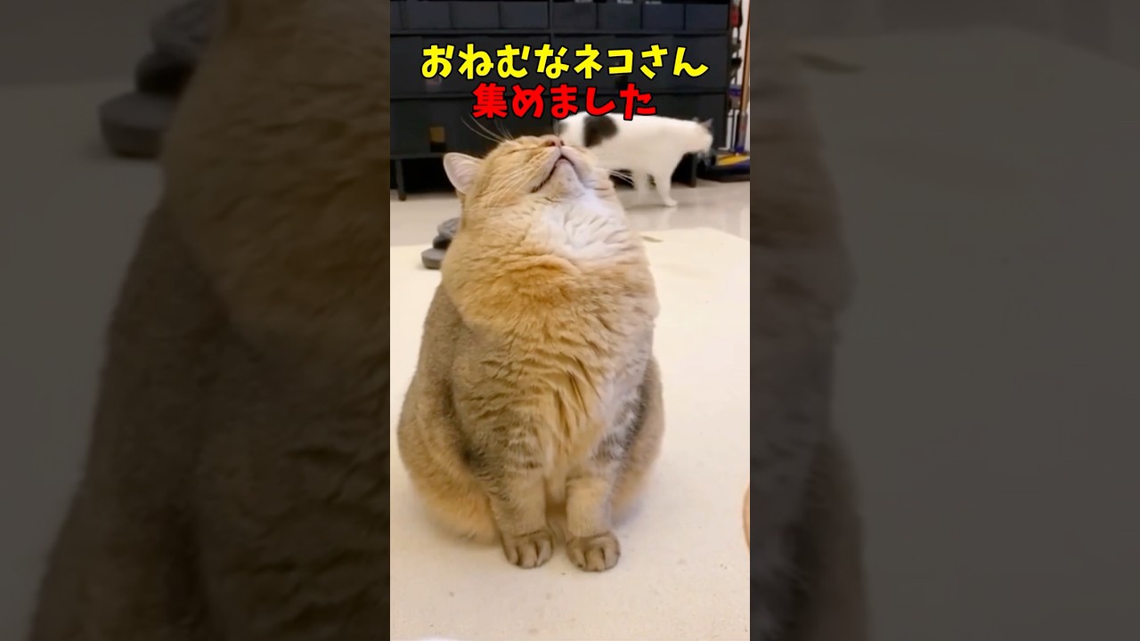 おねむなネコさんあつめました#猫　#猫のいる暮らし　#猫動画　#ねこ　#可愛い　#ペット　#かわいい　#2ch