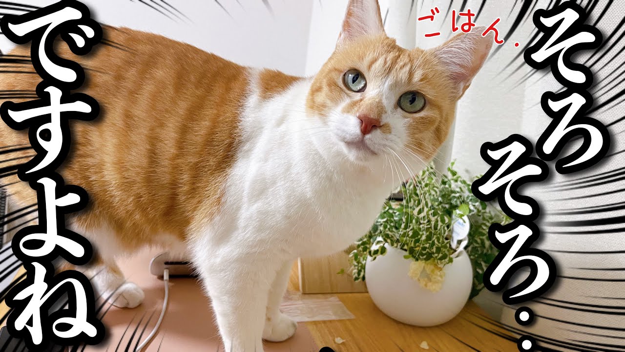 ごはんの時間になると途端に前のめりな猫