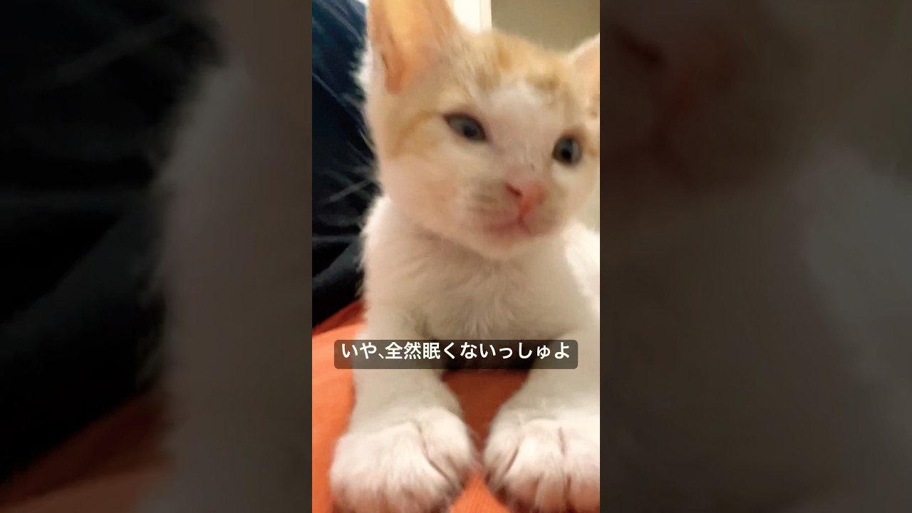 眠い子猫「ぼくを眠らせたら大したもんしゅよ」    #cat #kitten #猫 #子猫 #ねこ #こねこ #保護猫 #cute  #猫のいる暮らし  #shorts