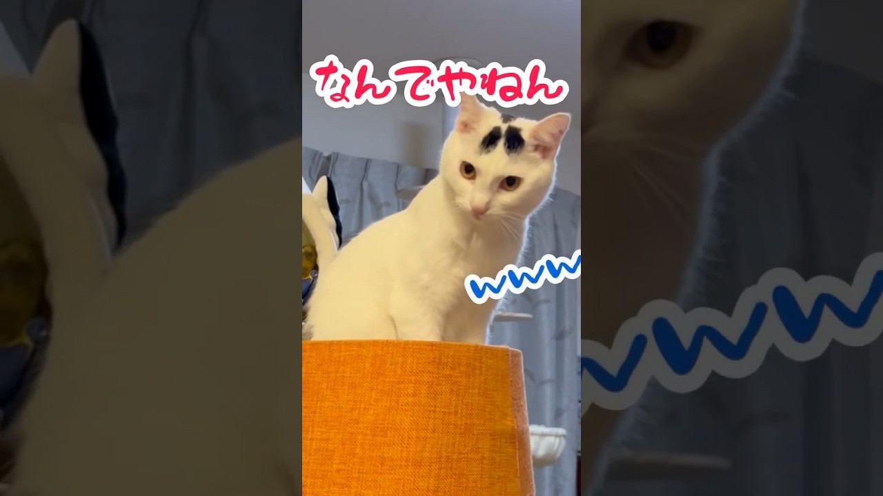猫を呼んだら笑いが起こる！#保護猫 #ねこ #面白い#ミルねーさん