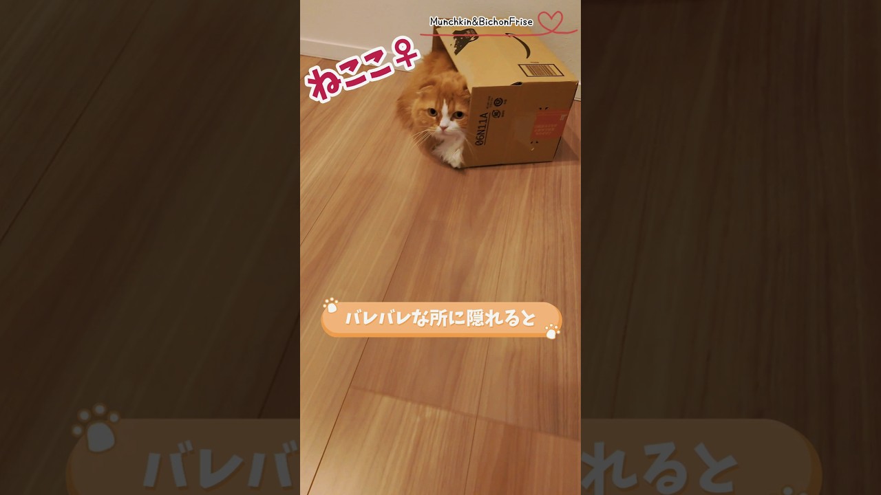 【マンチカン】すぐにみつかる女王猫のかくれんぼ 【犬と猫、両方飼ってると毎日かわいい♥】