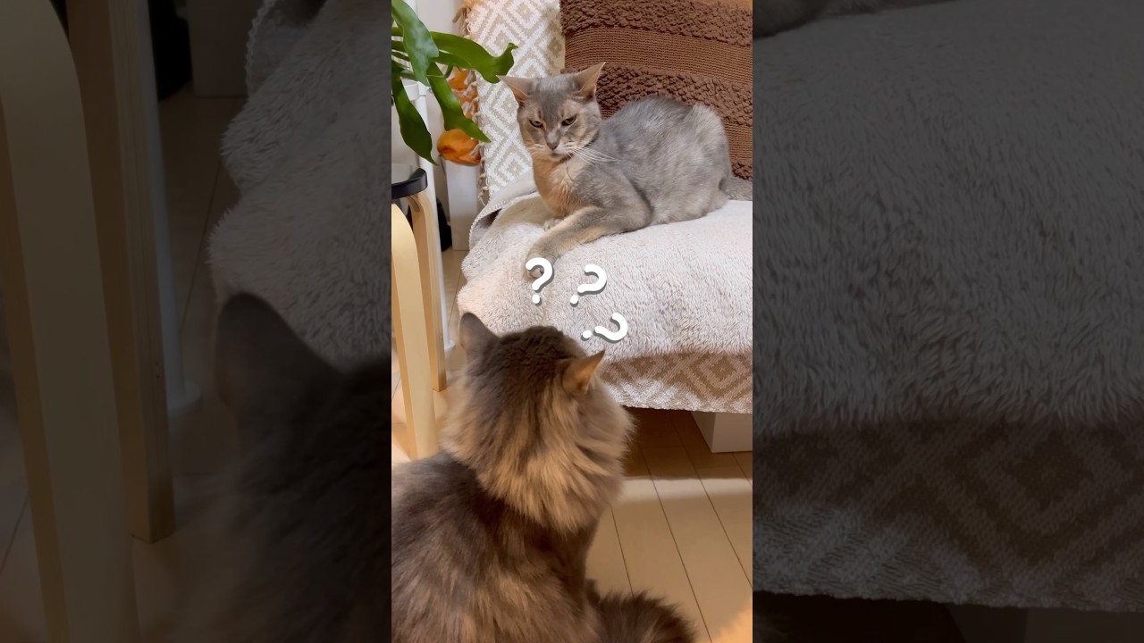 気まずい空気になった猫たち #ノルウェージャンフォレストキャット #アビシニアン #cat #猫