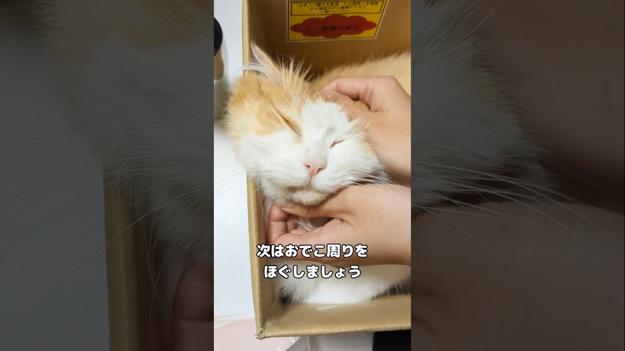 気持ちいいですか？🐾#cat #サイベリアン #猫のいる暮らし