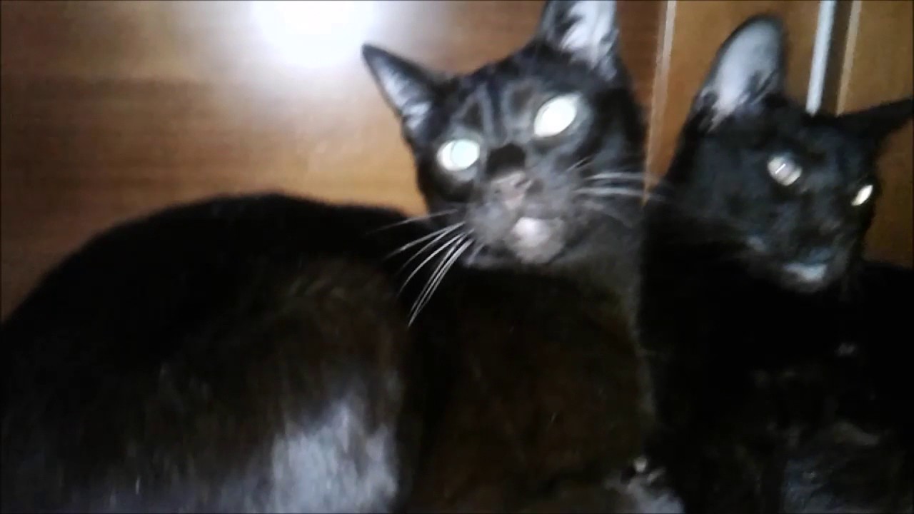 Havana Brown Cats Gauderic & Tikhon